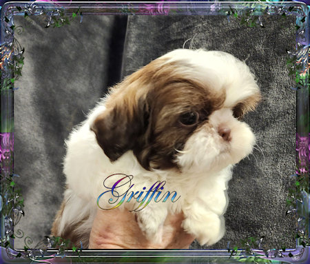 Tiny little male chinese imperial shih tzu puppies for sale teacup